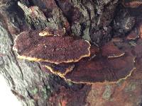 Phellinus gilvus image