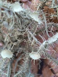 Usnea strigosa image