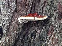 Ganoderma sessile image