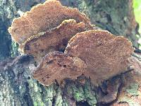 Phellinus gilvus image