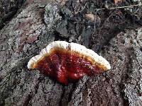 Ganoderma sessile image