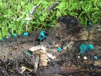 Chlorociboria aeruginascens image