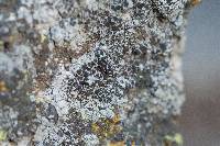 Lecanora hybocarpa image