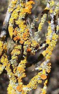 Xanthoria parietina var. parietina image