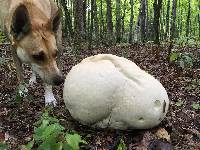 Calvatia gigantea image