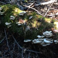 Pleurotus ostreatus image