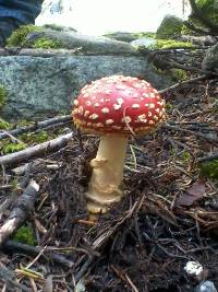 Amanita muscaria image