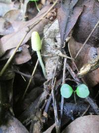 Leucocoprinus fragilissimus image