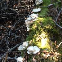 Pleurotus ostreatus image