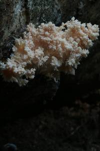 Hericium coralloides image