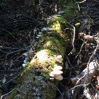 Pleurotus ostreatus image