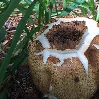 Agaricus augustus image