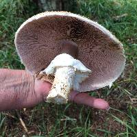 Agaricus augustus image