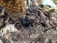 Xylaria polymorpha image