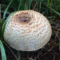 Agaricus augustus image