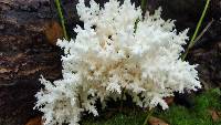 Hericium coralloides image