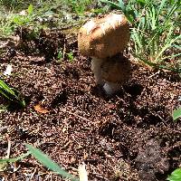 Agaricus augustus image