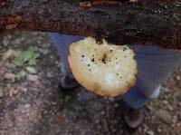 Polyporus alveolaris image