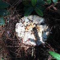 Russula brevipes image