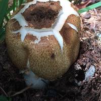 Agaricus augustus image