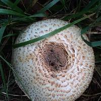 Agaricus augustus image