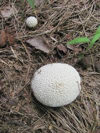 Lycoperdon curtisii image