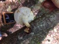 Polyporus alveolaris image