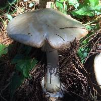 Amanita phalloides image