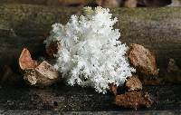 Hericium coralloides image