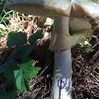 Amanita phalloides image