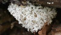 Hericium coralloides image