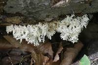 Hericium coralloides image