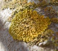 Xanthoria parietina var. parietina image