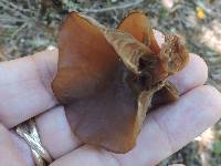 Auricularia auricula-judae image