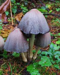 Coprinopsis atramentaria image