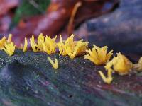 Calocera cornea image