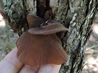 Auricularia auricula-judae image