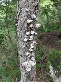 Schizophyllum commune image