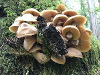 Armillaria mellea image