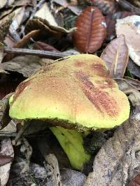 Pulveroboletus ravenelii image