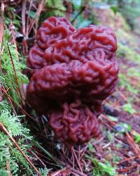 Gyromitra esculenta image