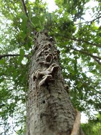 Schizophyllum commune image