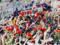 Cladonia cristatella image