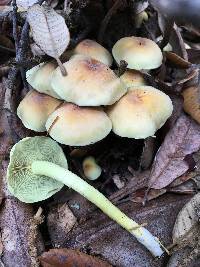 Hypholoma fasciculare image