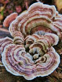 Trametes versicolor image