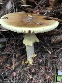 Amanita augusta image