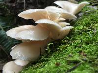 Pleurotus ostreatus image