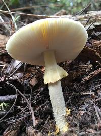 Amanita augusta image