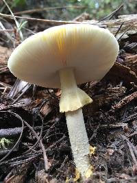 Amanita augusta image