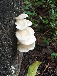 Pleurotus ostreatus image